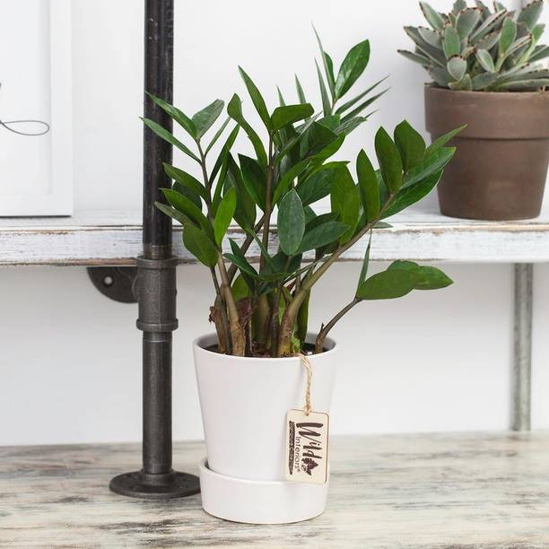 Cloud Farm ZZ Plant