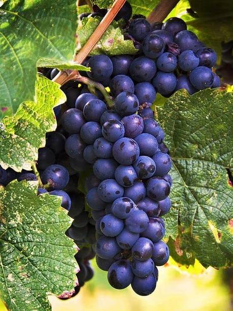 GLOBQRO Grape Plant