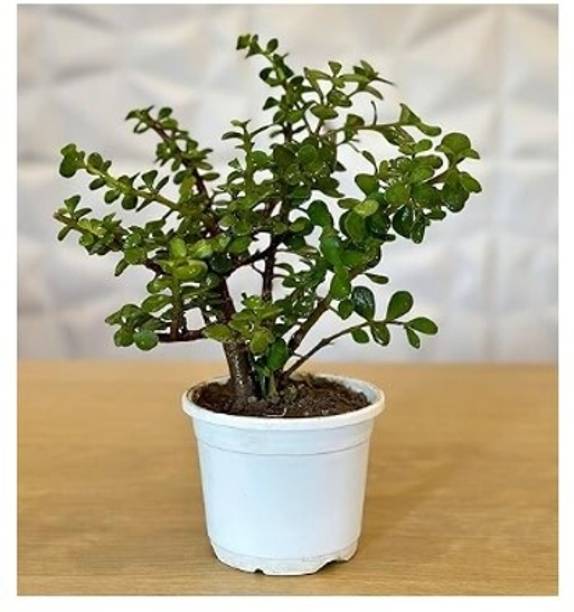 Treeicks Jade Plant