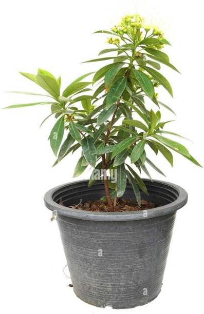 GreenyOn Camphor Plant