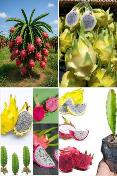 BREEZY BLOOMS Dragon Tree