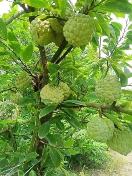 SR FARM Custard Apple Plant