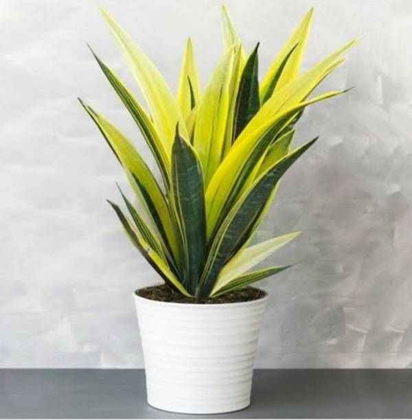 MondallNursery Golden Snake Flame Plant