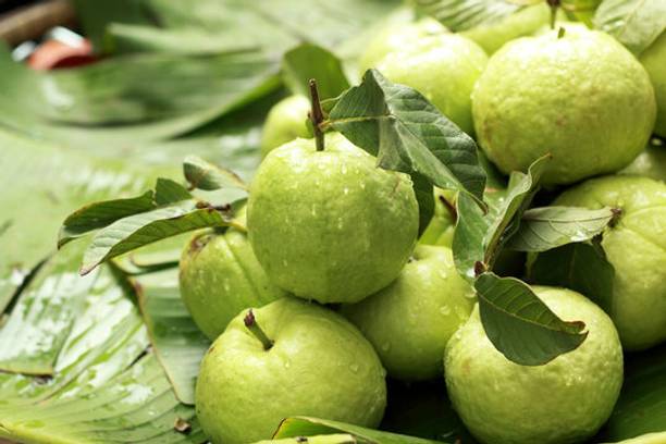 YourPlant Guava Plant
