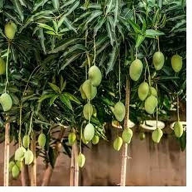 TARAENTERPRISE Mango Plant