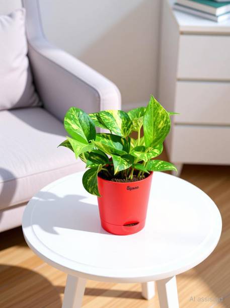 UGAOO Variegated Money Plant