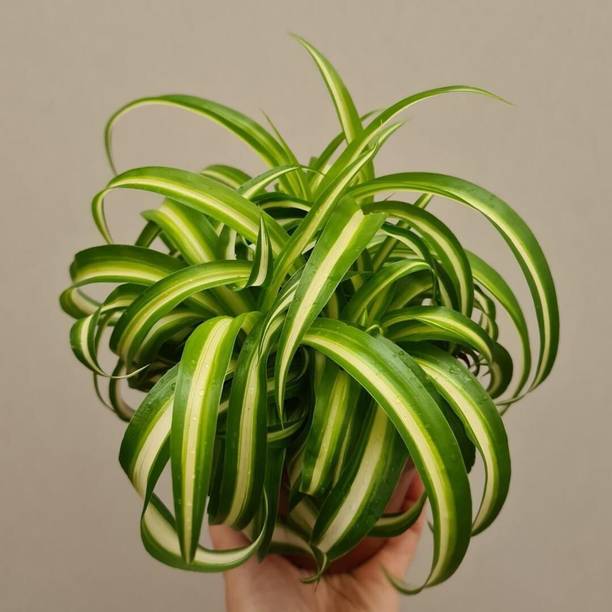 Aclipastal Spider Plant