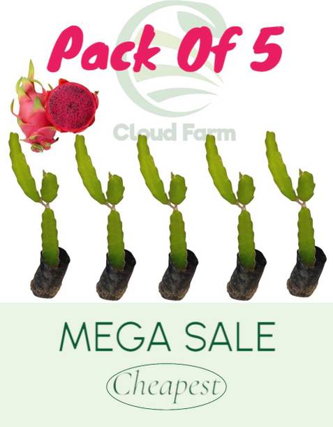 Cloud Farm Dragon Tree