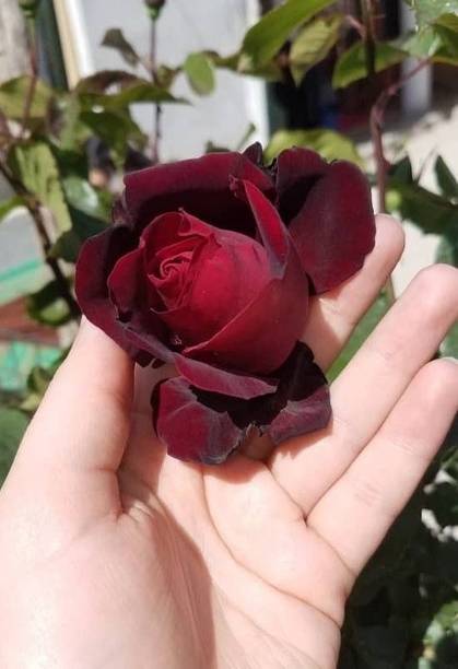 Aclipastal Rose Plant