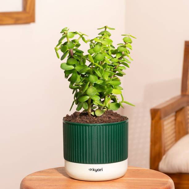 Kyari Jade Plant