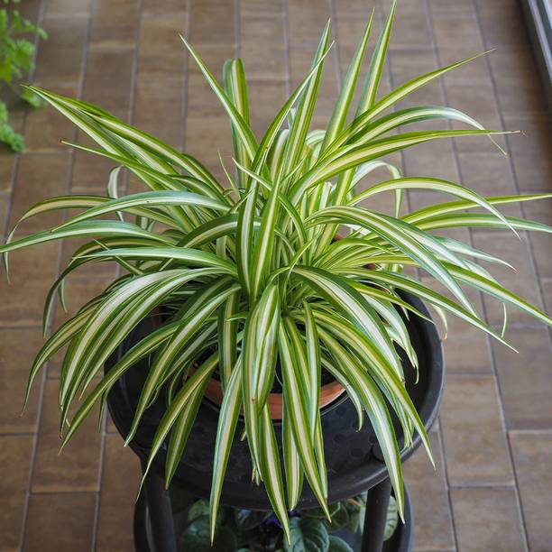 fuegoasiss Spider Plant