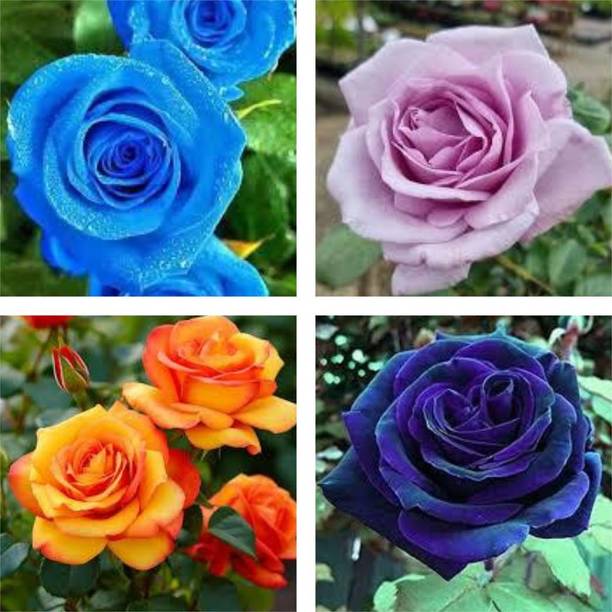 RasmoniGreen Rose Plant