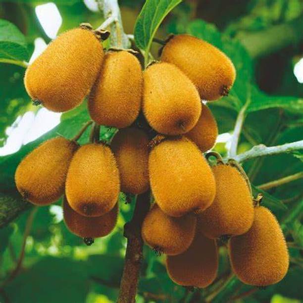Cloud Farm Kiwi Plant