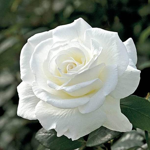 Cloud Farm Rose Plant
