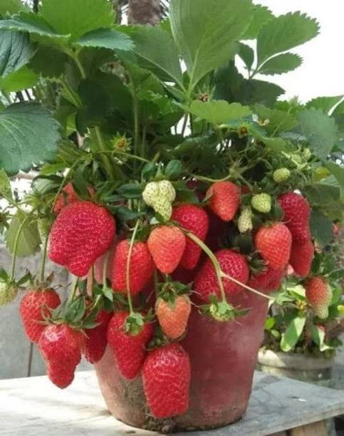 rimardmistu Strawberry Plant