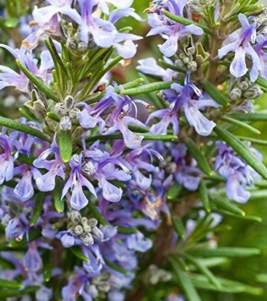 ashokavanam Rosemary Herb Plant