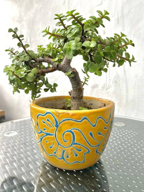 Kanikanursery Jade Plant