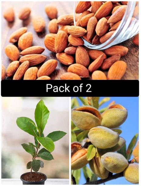 Cloud Farm Almond Plant