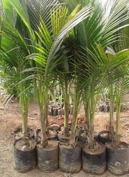 NDS Coconut Plant