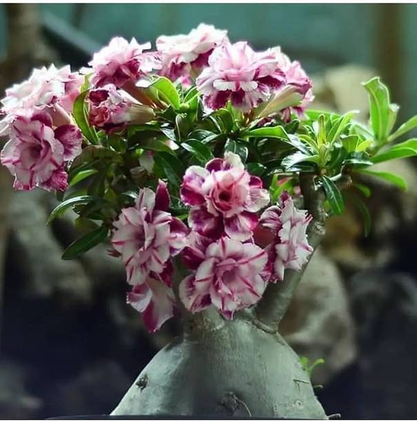 SHREYAGREEN Adenium Plant