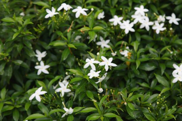 AloGardening Jasmine Plant