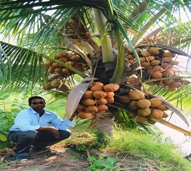 Green view Coconut Plant
