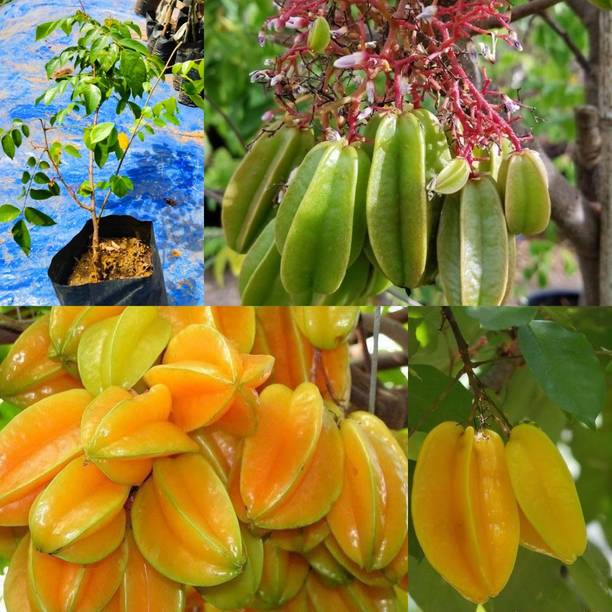 Cloud Farm Star Fruit Plant