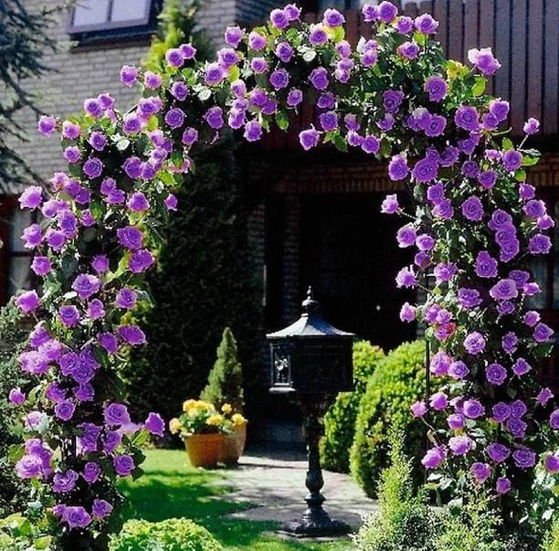 Heaven Of Saplings Rose Plant