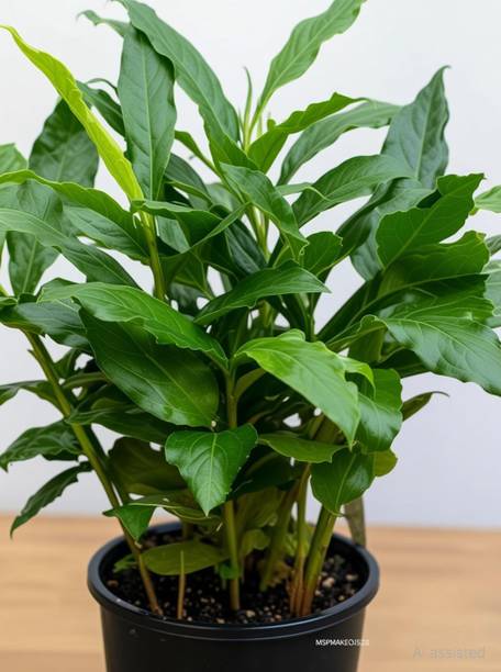 MSPMAKE Oleander Plant