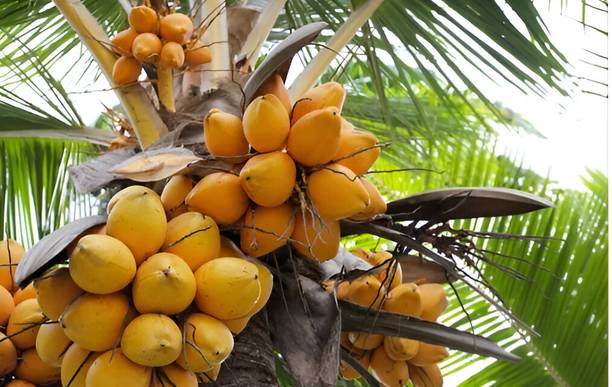 GLOBQRO Coconut Plant