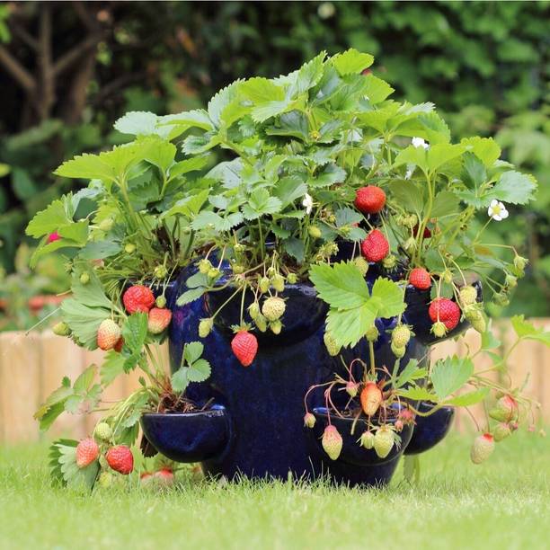 Cloud Farm Strawberry Plant