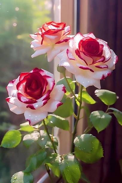 Cloud Farm Rose Plant