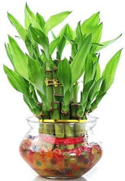Ayushgreenplant Two Layer Bamboo Plant