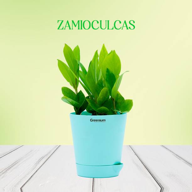 Greenium Zamia Plant