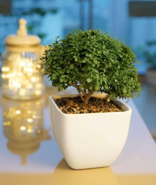 shayamanursery Kamini Murraya Paniculata Plant