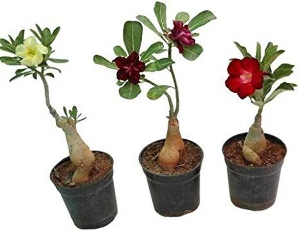AquinnahGaden Adenium Plant