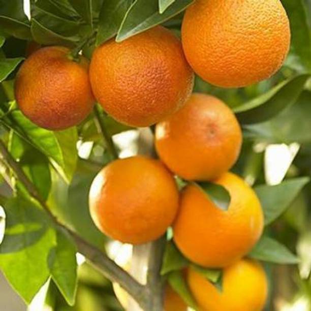 Chinese Row Sweet Grafted Orange Plant