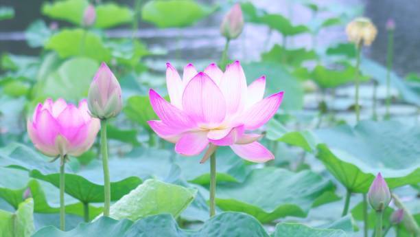 Natureplaneet Lotus Seed