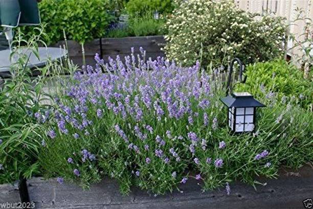 CYBEXIS GBPUT-44 - English Lavender - (2250 Seeds) Seed