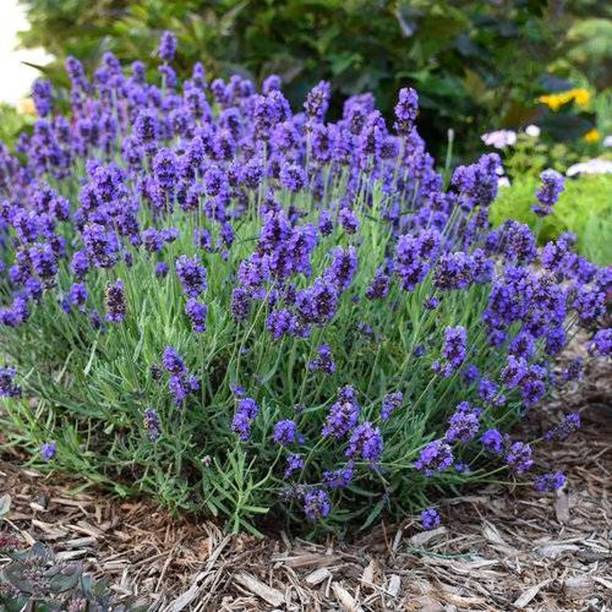 MOOFGA Herb Seeds For Planting - Rare Lavender Seed