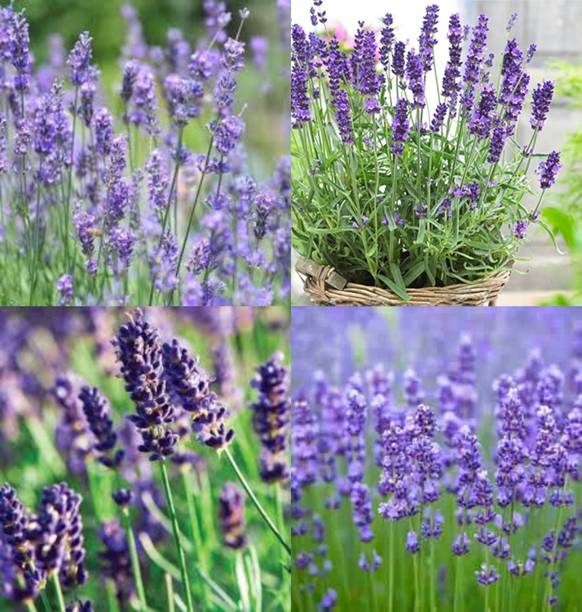 ibains Lavender seeds fragrant variety, mixed multicolor pack of 74 Seed