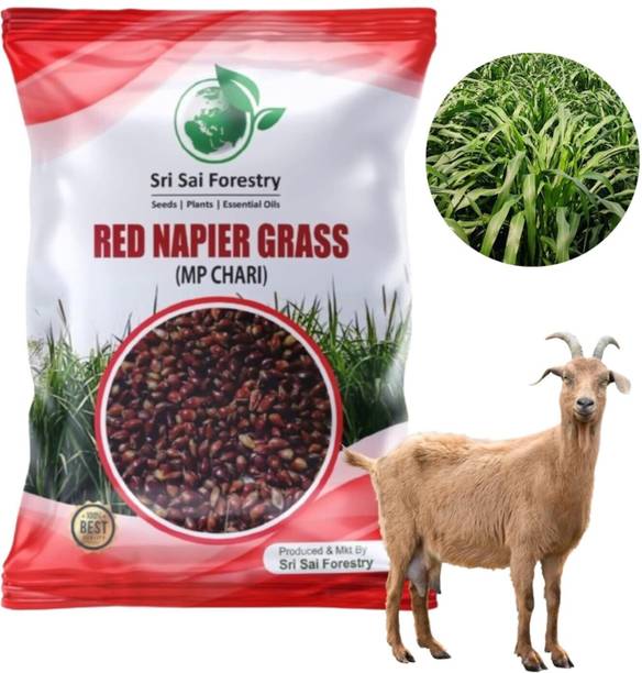 SRI SAI FORESTRY Red Napier Grass Seeds, For Cow, Goat Multicut Fast Growing Grass Seed