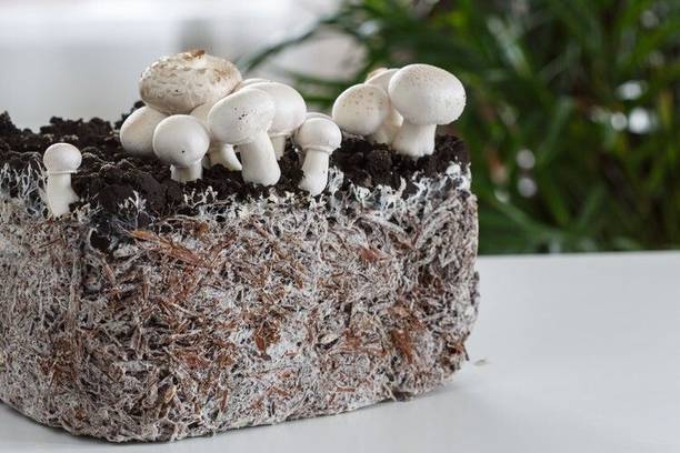 Dutta Button Mushroom Seeds 800GM | High-Yield Mushroom Spawn | Indoor & Home Grow Seed