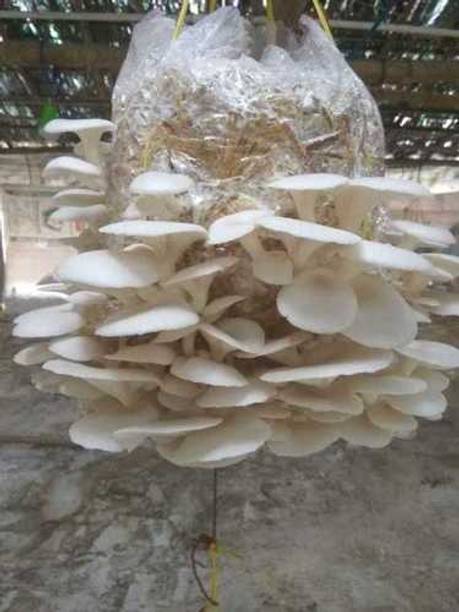 XOLDA Organic mushroom herb Seed