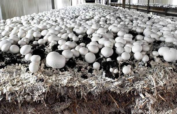 Arko Button Mushroom Spawn Grain Seeds – First Generation High Yield White Mycelium Seed