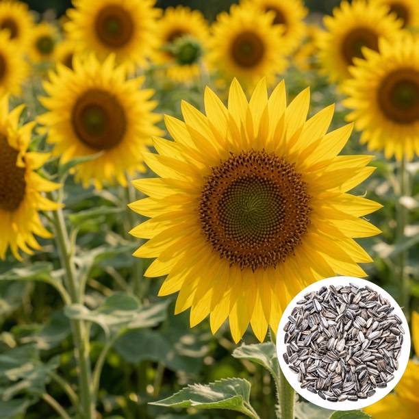 PlantifyNursery Sunflower, Sunflower Seeds, Surajmukhi, Surajmukhi Seeds, High germination Seed