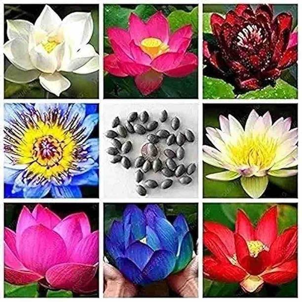 seedkart KAMAL seeds lotus seeds Seed