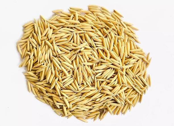 STOKIYA PUSA BASMATI - 1509 VARIETY PADDY / RICE 5 KG SEEDS Seed
