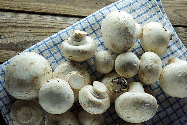 GREENSEA Mushroom Seed