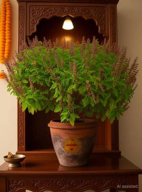 SHYAM Pooja Special Verity "Shyam Tulsi Krishna Tulsi" Plant Seed